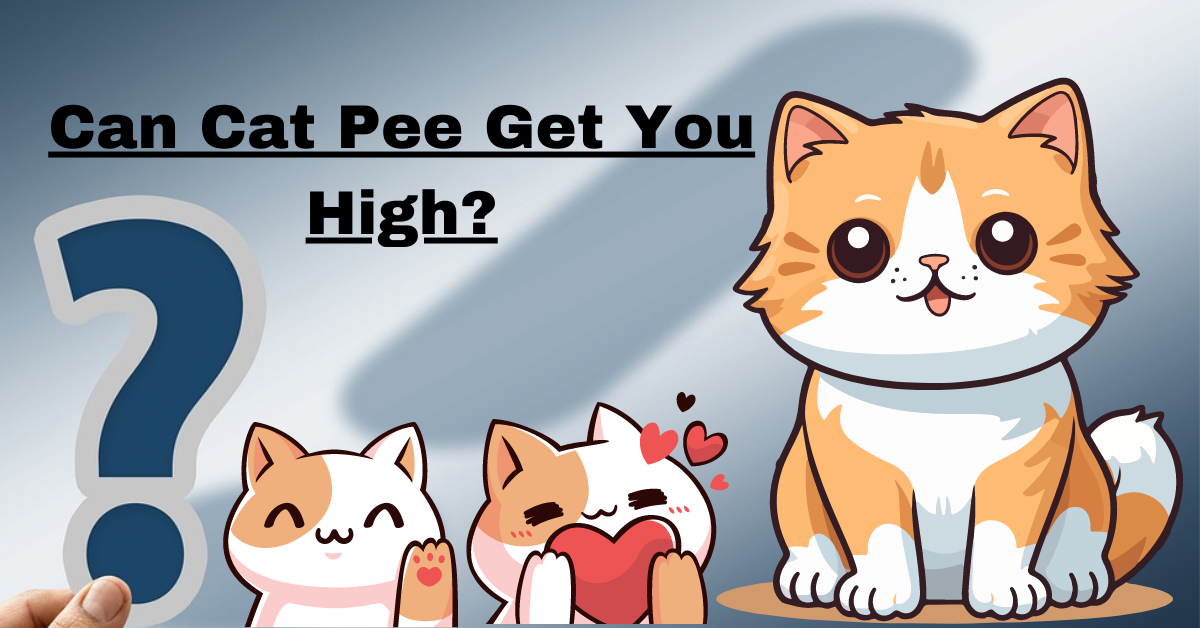 Can Cat Pee Get You High?