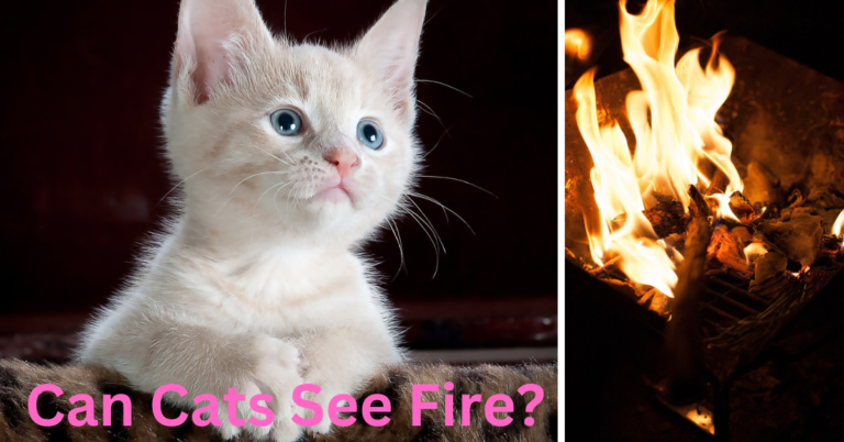 Can Cats See Fire?