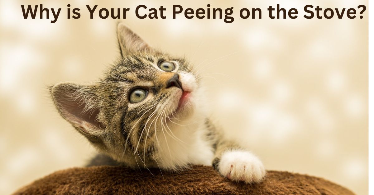 Why is Your Cat Peeing on the Stove?