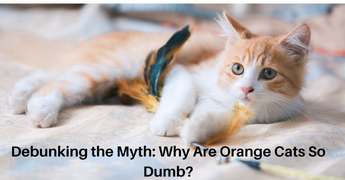 Why Are Orange Cats So Dumb?