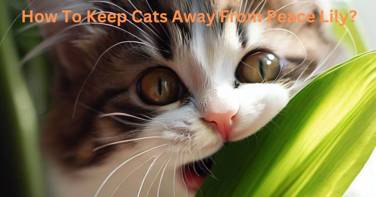 How To Keep Cats Away From Peace Lily?