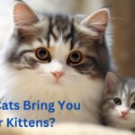 Why Do Cats Bring You Their Kittens?
