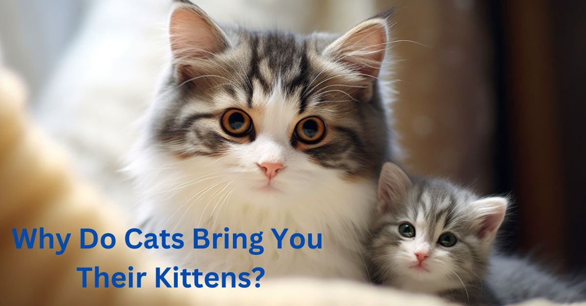 Why Do Cats Bring You Their Kittens?