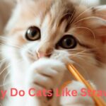 Why Do Cats Like Straws?
